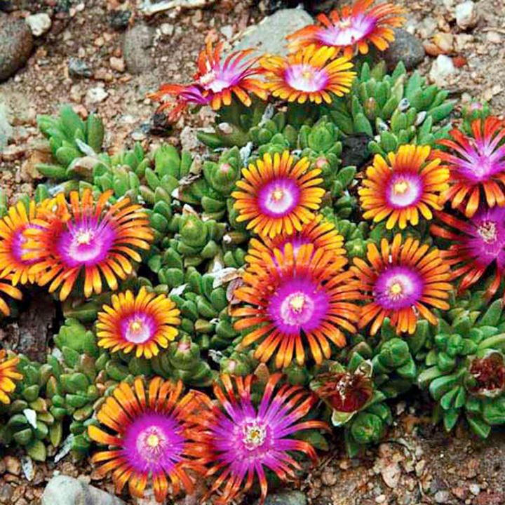 Delosperma fire Spinner- делосперма (1255)